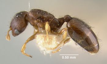 Media type: image;   Entomology 20776 Aspect: habitus lateral view